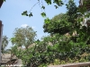 cocohut-beach-resort098