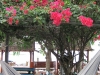 coral-beach-bungalow48