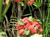 dreamland-resort-phangan052