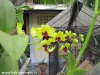 dreamland-resort-phangan063