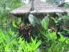 rasananda-ko-phangan1046